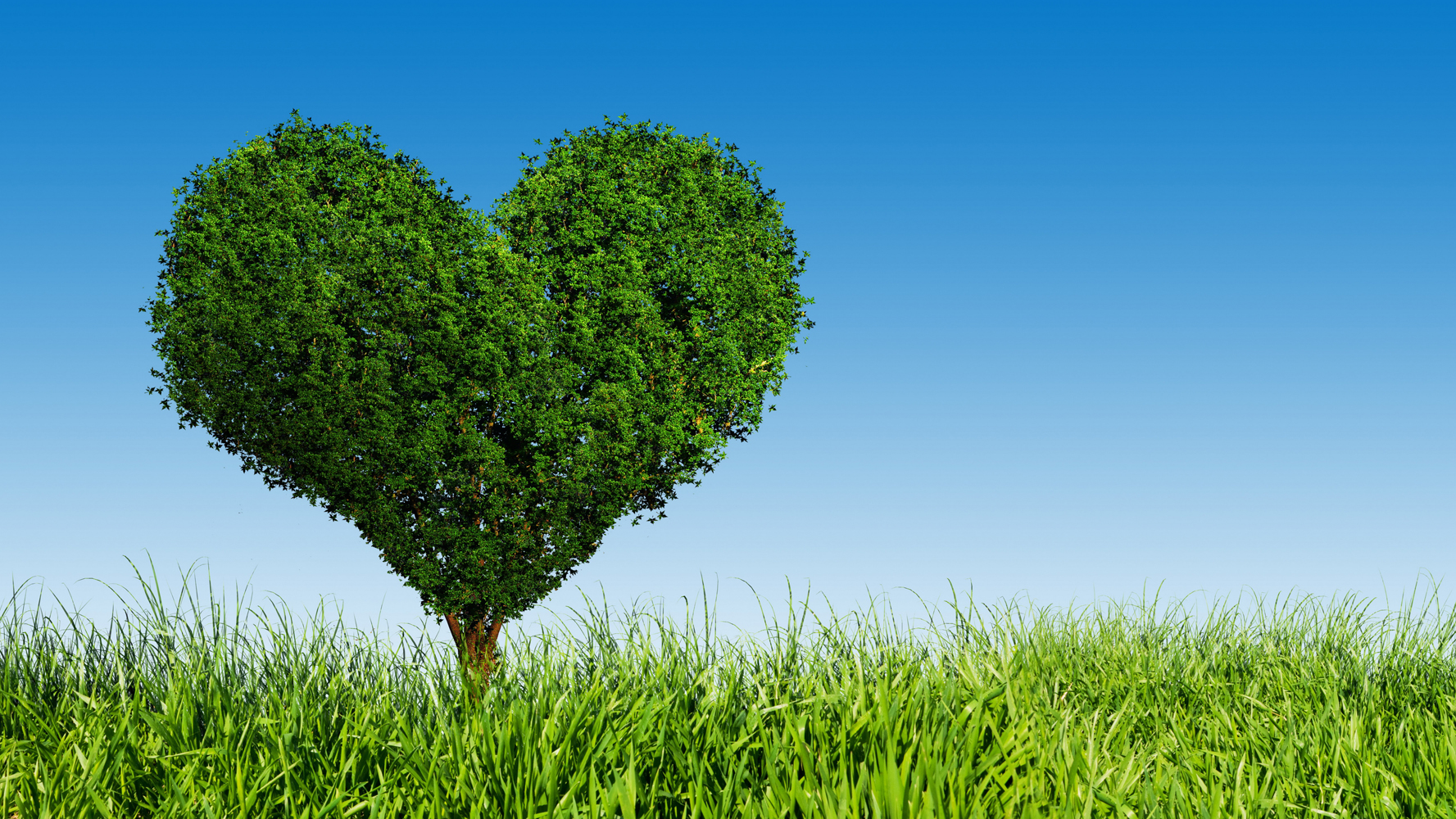 Love Finds Its Way